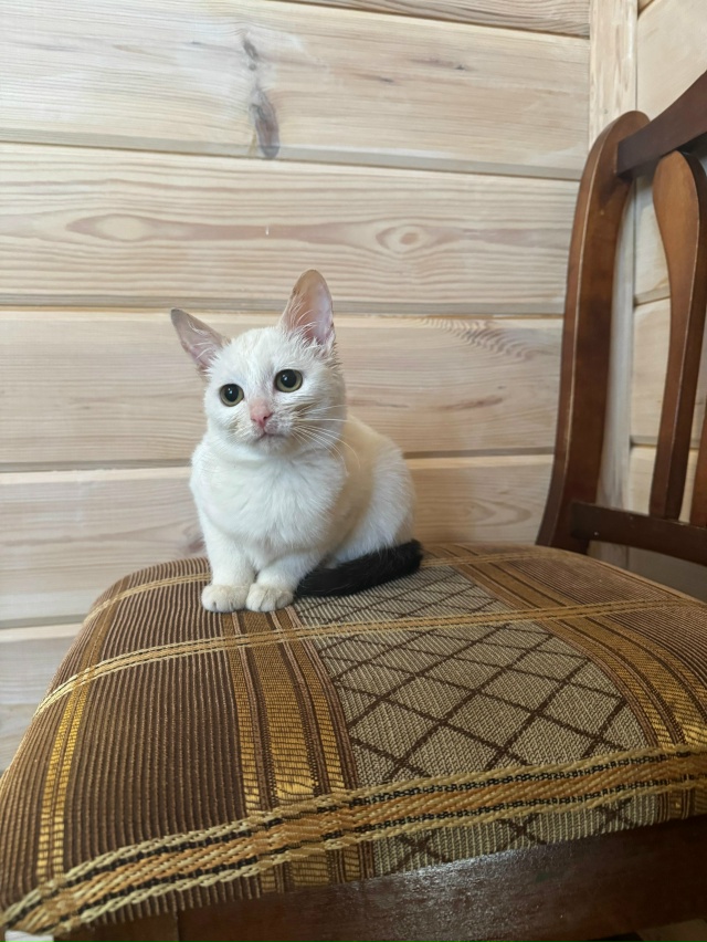 В добрый руки, девочки
❗️Стерилизованные
6 месяцев
891...