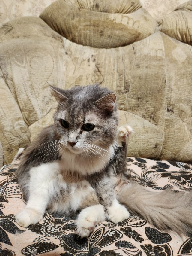 Тиша: А Вы умеете делать хобу?😊😊😊