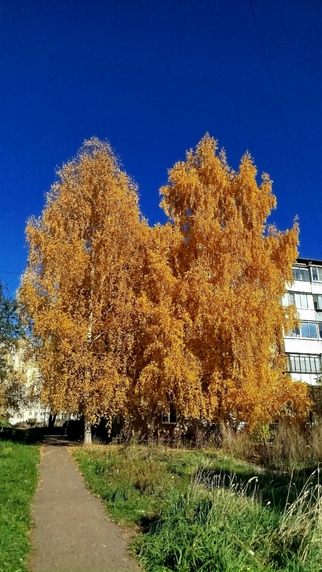 Море фотографий с осенней красотой!в этом году берёзы ?...