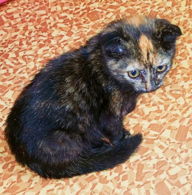 Маленький комочек счастья, Флюша, ищет любящую семью!???...