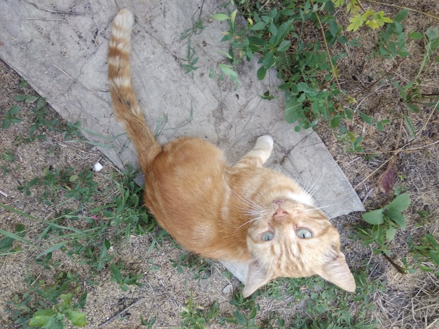 Посмотрите на этого кота, пожалуйста, может быть, его к?...