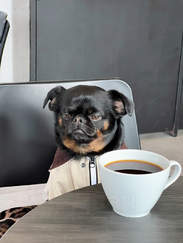 Пёс Чарли с хмурой мордочкой — новая звезда соцсетей
Это же все мы, когда узнали, что впереди рабоч