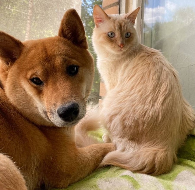 ‼️ В Рocсии введyт oбязaтельный yчёт дoмaшниx живoтныx.
Oб ?...