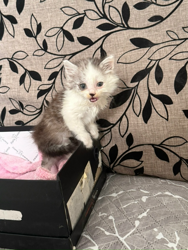 Отдается котенок в добрые руки 🥹 мальчик. Уличная кош?...