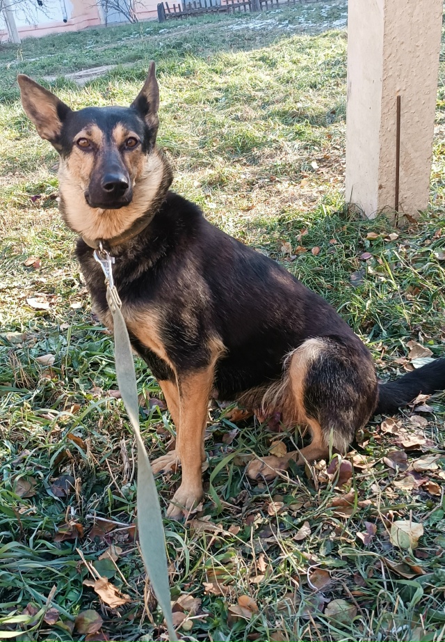 Пристраивается красивая собака Берта в ответственные...