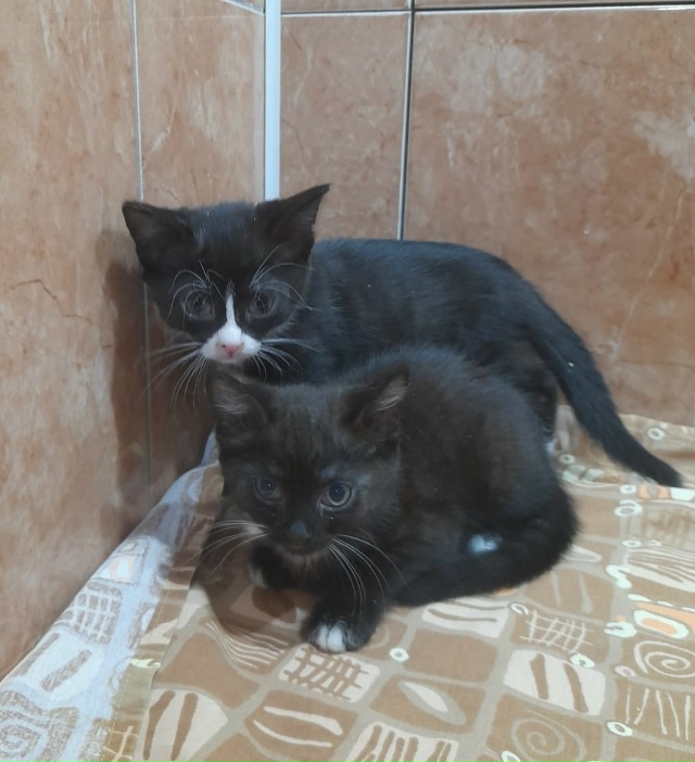 КОТЯТА- девочки ЖДУТ СВОИХ ХОЗЯЕВ❣️
Я чернышка, я малы...