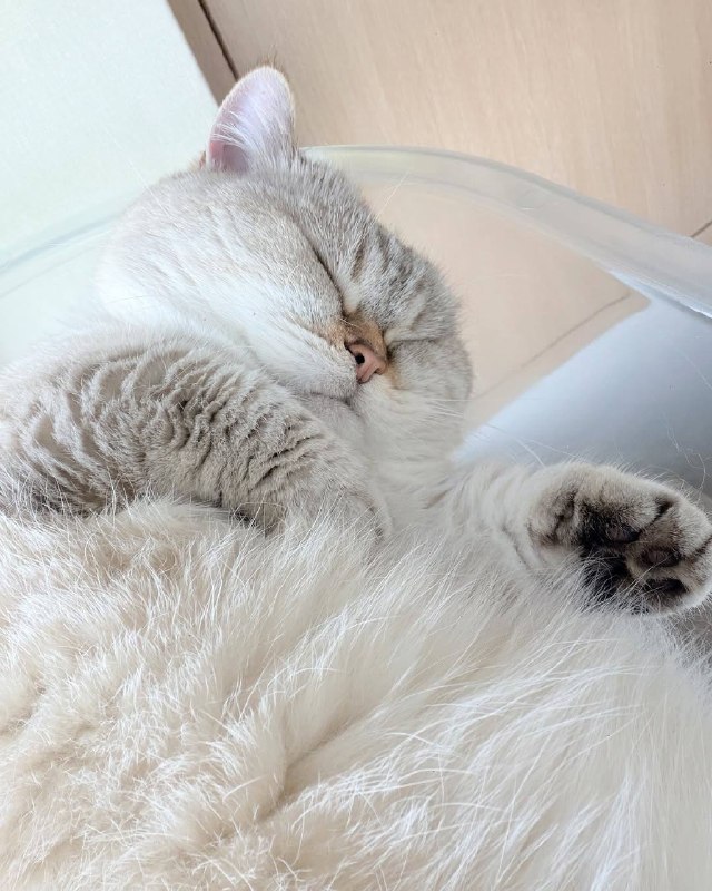 Споть :3