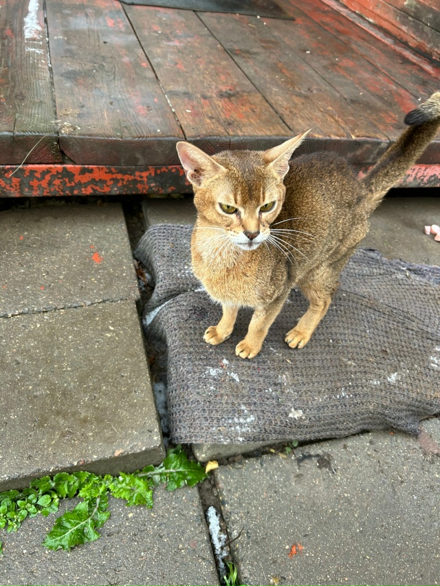 Прибилась кошка в деревне Рылково, может у кого убежал?...
