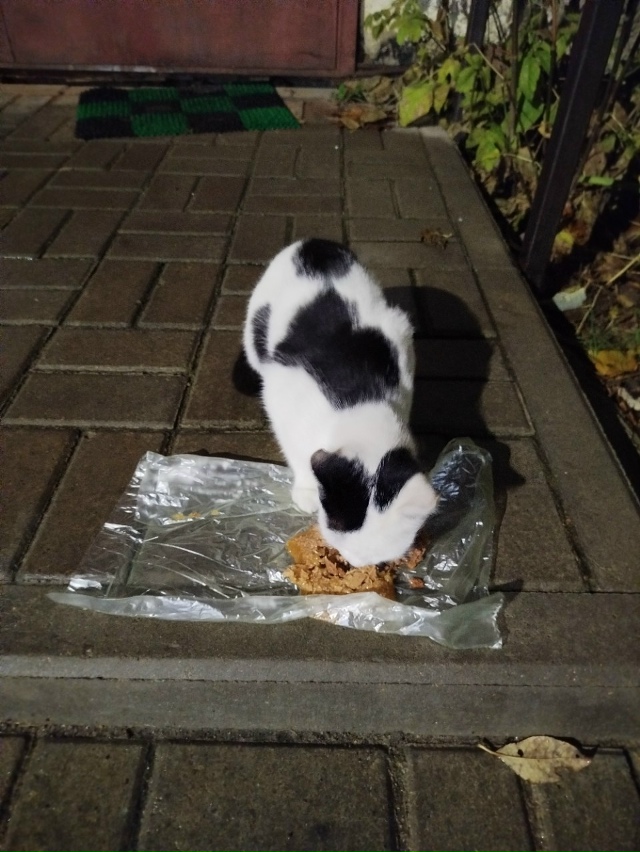 Чья красота бегает возле пятёрочки на Мира 6, очень гол?...