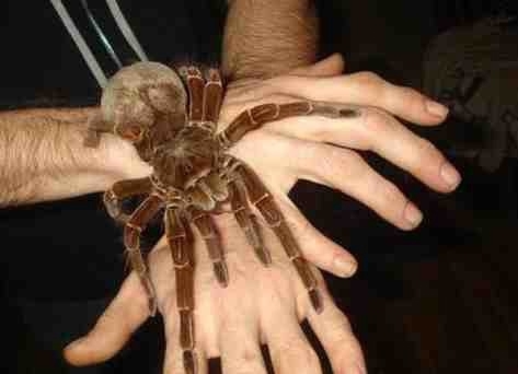 Птицеед-голиаф - самый большой паук в мире. Способен ох?...