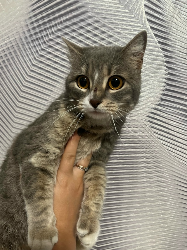 Опубликуйте пожалуйста 🙏
Найдена кошка Гоголя 8