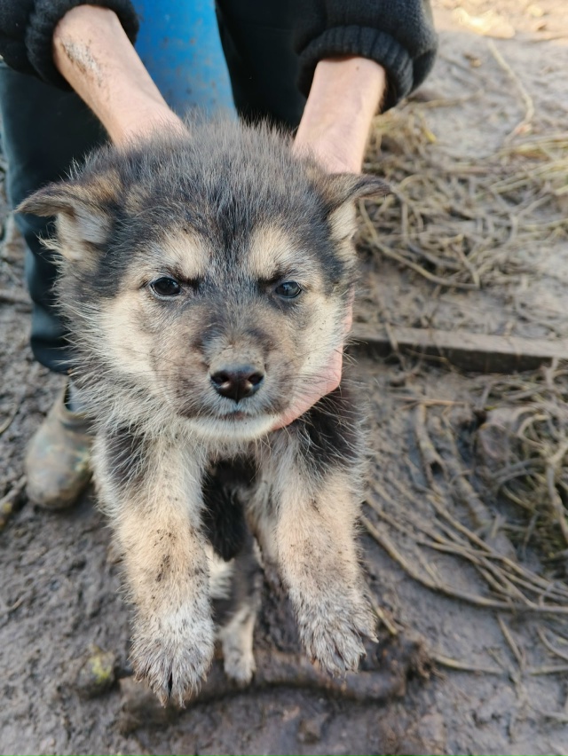 Отдам в добрые руки 3 девочки и 2 мальчика.