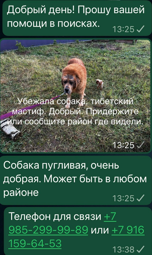 Ночью 9 ноября убежал с участка в Серпухове. Быстро пер?...