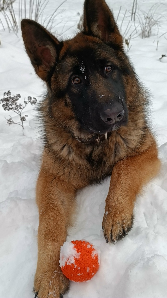 Пропала немецкая овчарка мальчик,по кличке Лорд,село Б...