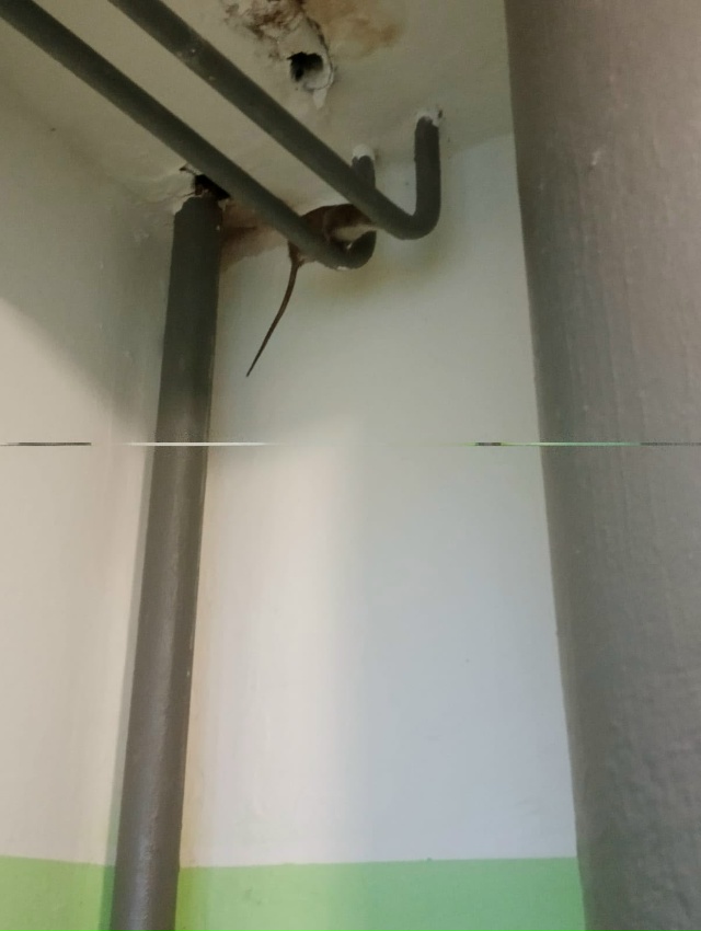 Крыс становится всё больше. Волховский проспект 55 под?...