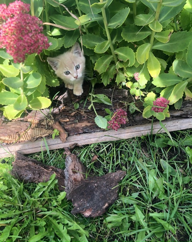 Отдам котят в добрые руки. Пишите в лс)