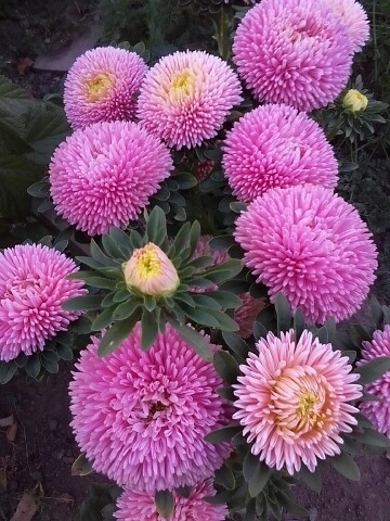 20 марта пятница, на продовольственной части рынка:СЕМЕ...