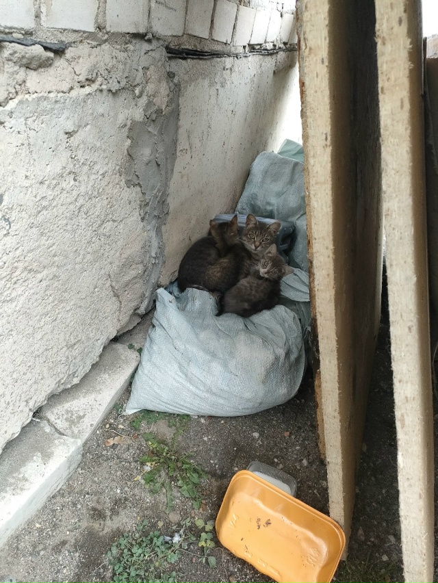 #иваново #приволжск #волгореченск
Приволжск.
Котята с ?...