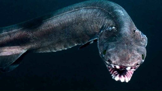 Ученые из Института Моря и Атмосферы выловили редкую п...