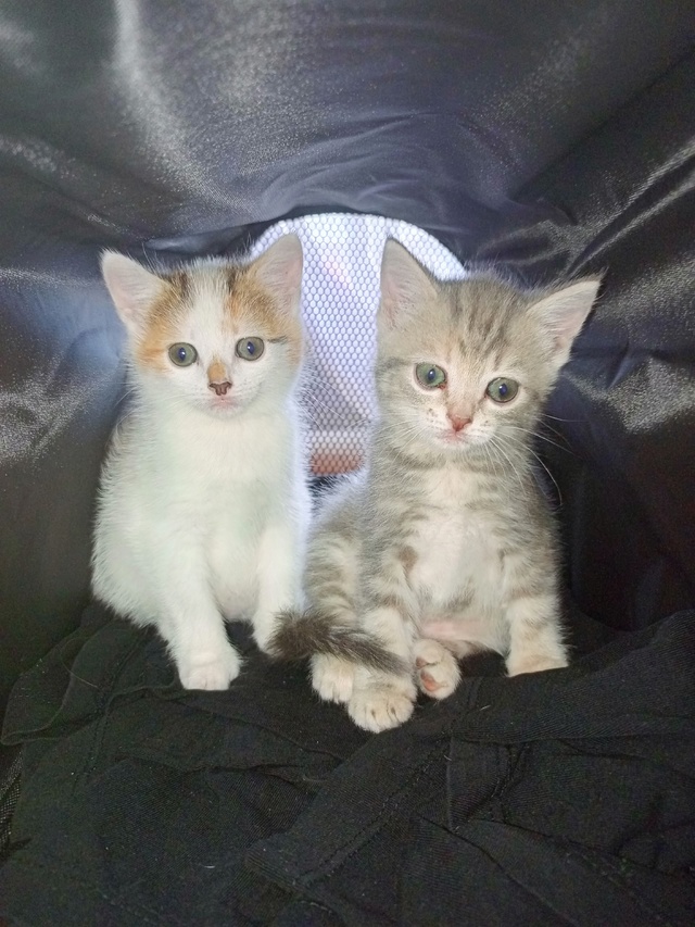 Отдам котят в добрые руки 🤗 т 89272865139
