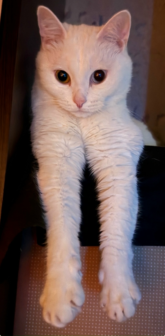 Бляцкая двуногая с гомофобией
#КошкаСветлана