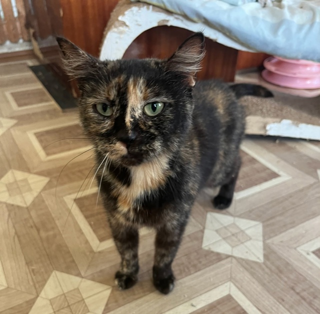 КОРИЦА ищет свой дом! 🧡
Вы любите булочки с корицей?
П?...