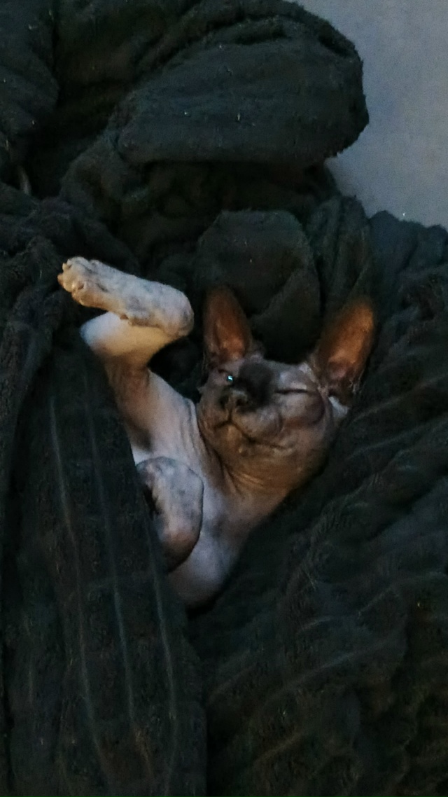 Натыгыдыкался и лежит довольный