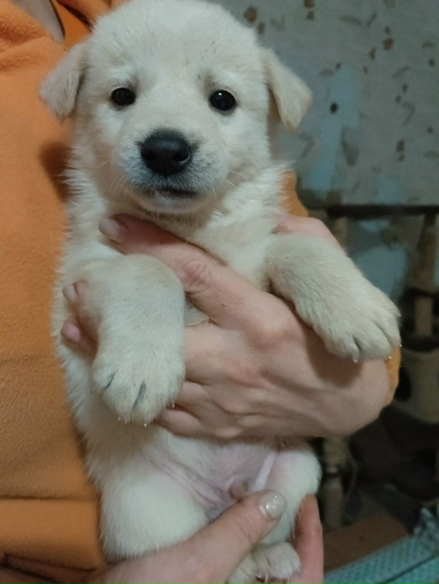 Ищем хозяев щенкам. Все кобели. Обработаны от блох и гл?...