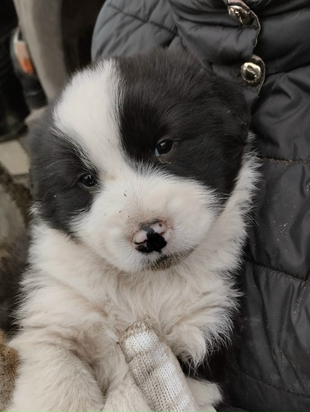 Ищем дом и добрые руки для щенков.🐕🐩🐶🐾
+7920679-34-78 Вик?...