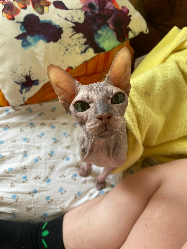 Мишель
эксперт по котлеткам с сыром, огурцам и кабачка?...