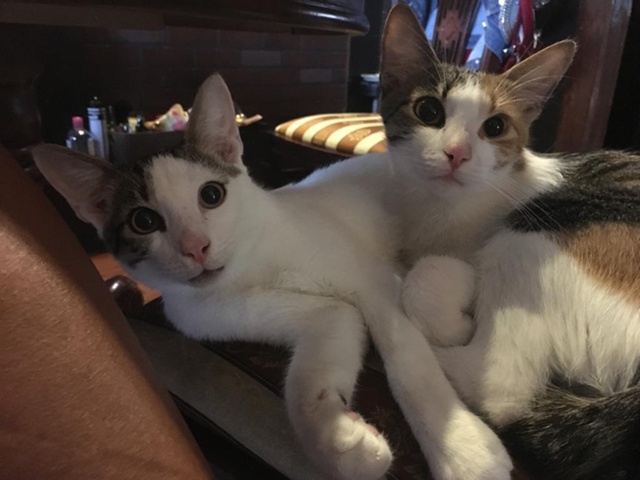 Батон и Мутя(Баламутя)