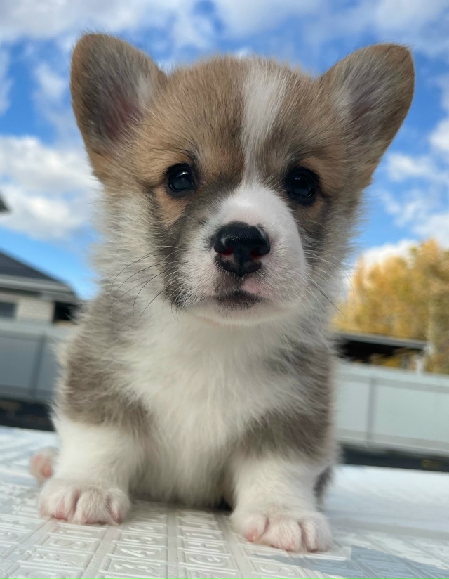 К предварительному резервированию предлагаются щенки...