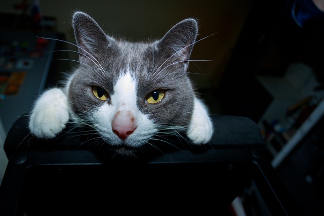 3 кота - 3 хвоста