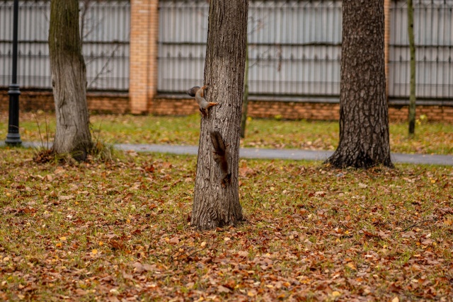 Осенние белочки из Раменского парка 🐿