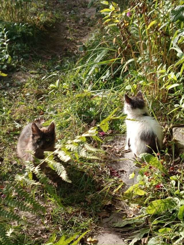 Срочно!!! Котята выживают на дачах,наступают холода им ?...