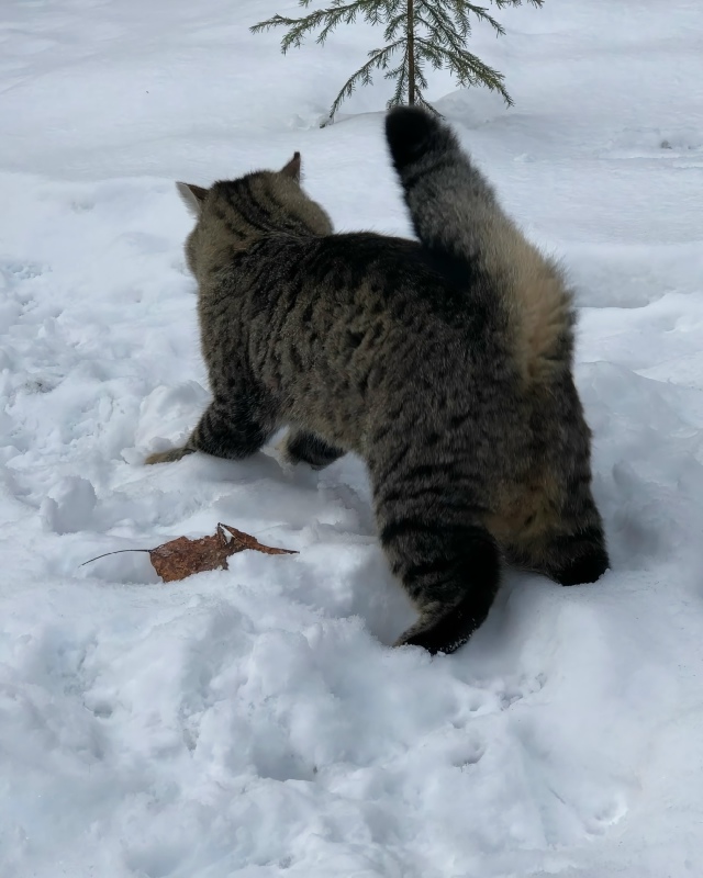 Этo Pыcик.
Oн любит xoдить c xoзяйкoй в лec и лaзaть пo дepeвьям.