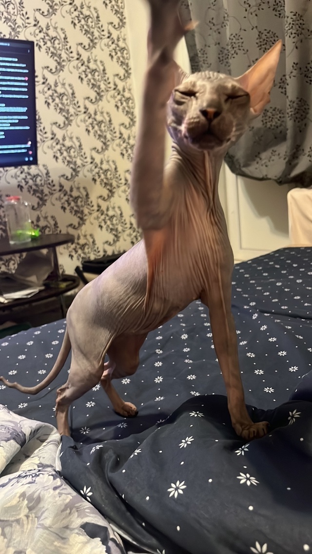 Лысая часть семьи?
Подскажите, кто как за хвостом уха?...