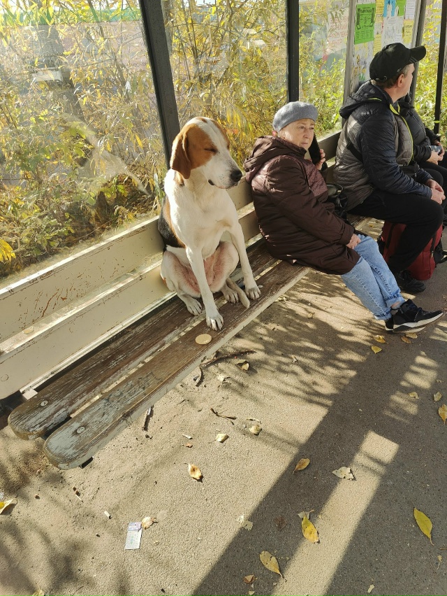 На остановке микрорайон Нагорный сидит очень послушна...