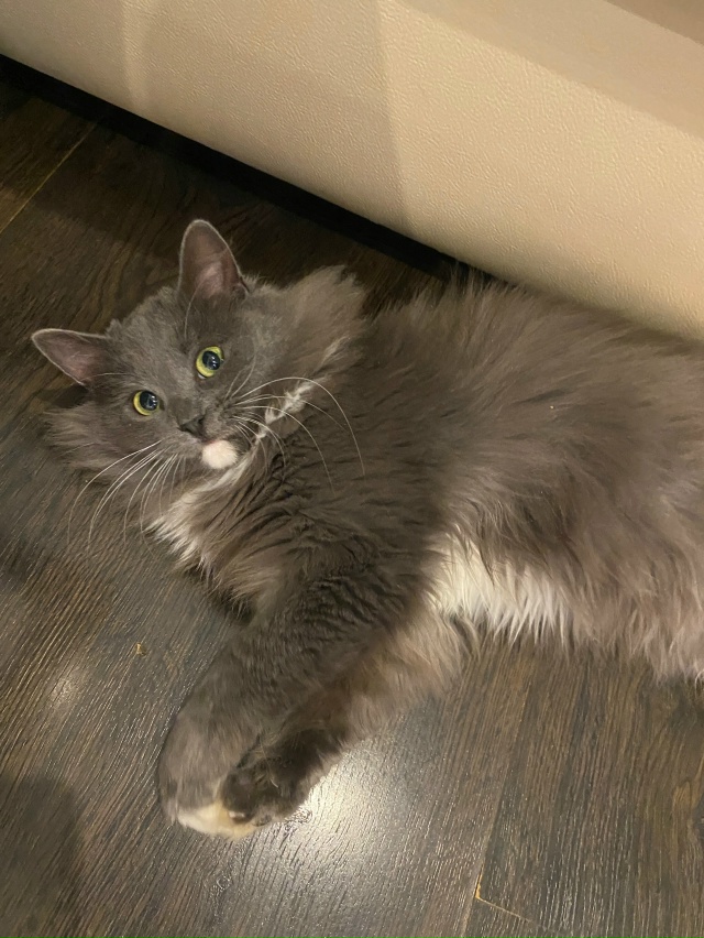 Пристраиваем в добрые руки это пушистое чудо!Кошечка,в...