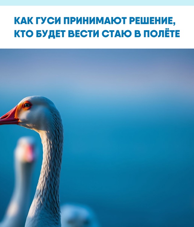 Доверие и сотрудничество внутри стаи гусей позволяют ?...