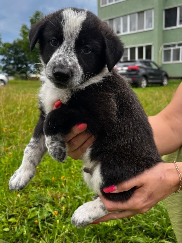 Срочно! Ищем дом малышам 🐶
Буду очень признательна, е?...