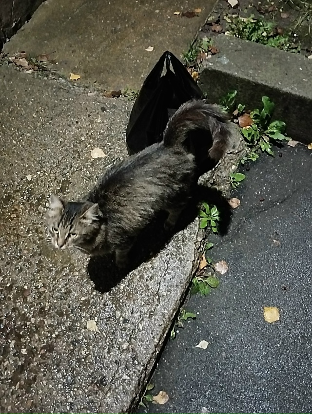 Кто потерял замечательного мальчишку? Безумно ласковы...