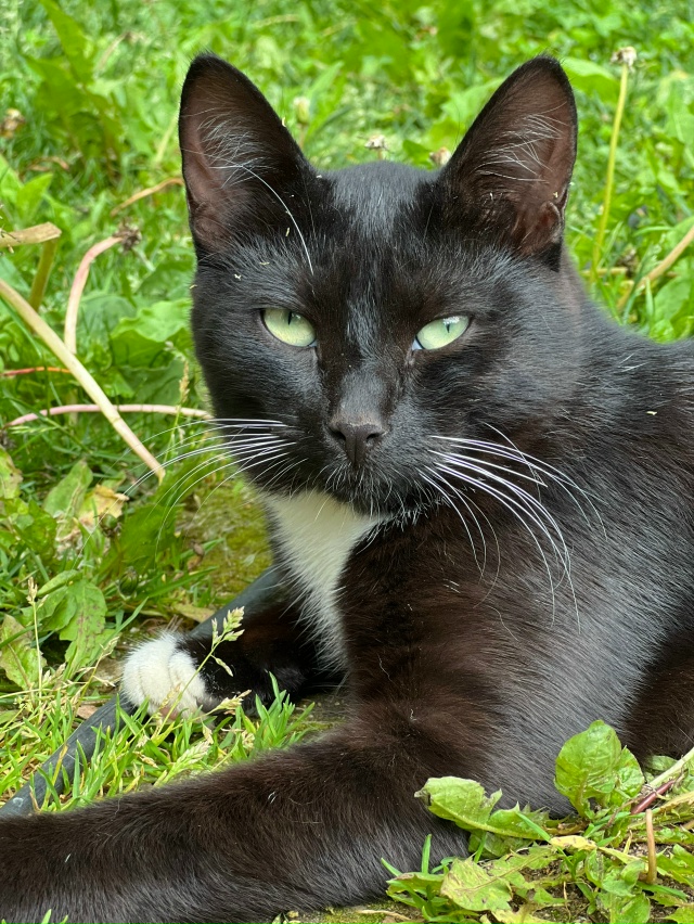 Потерялась молодая кошечка в районе улиц Полевая - Дми...