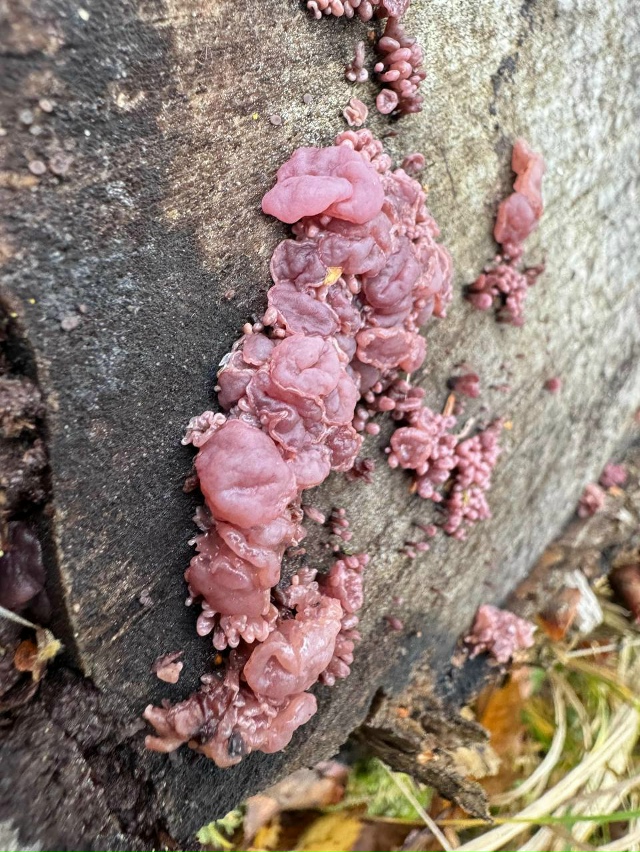 🥩 В Лосином острове нашли редкий гриб, который по внеш...