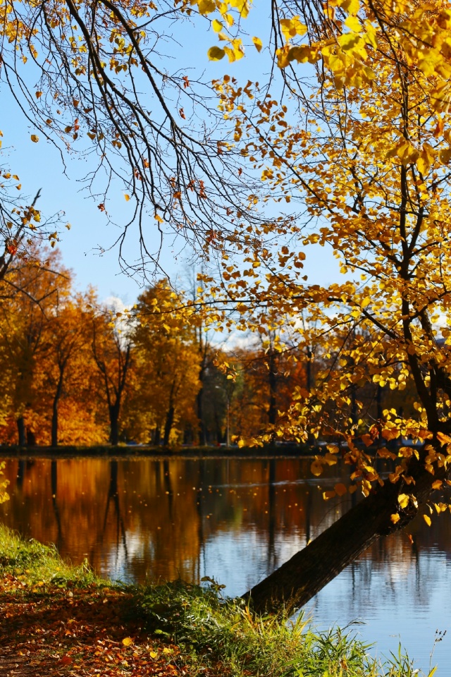 Осенний Петергоф. Фото: Анастасия Смирнова.