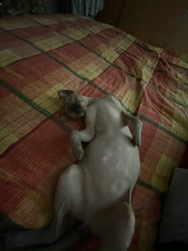 Всем привет! Это Титус, Тит, титька и окорочок. Мы ещё не...