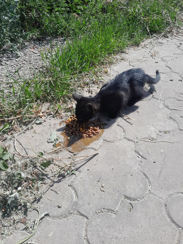 Нашли чёрного котёнка на улице Ленина в кустах у здани?...
