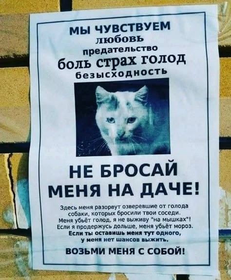 🐶 После дачного сезона на улицу выбрасывают 100 тысяч ж...