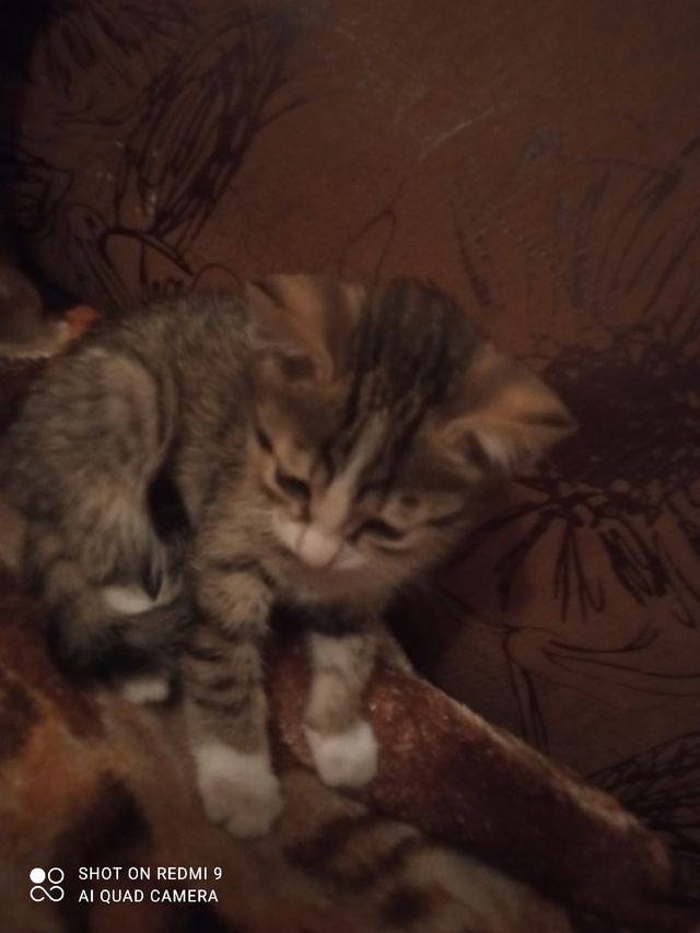 Малыш Тихан и моя любовь Маркиз 😻