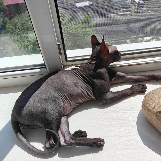 Кот любит солнышко